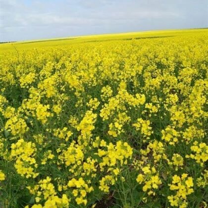 Canola oil wholesalers at Horus oil