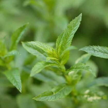 Natural Peppermint Essential Oil