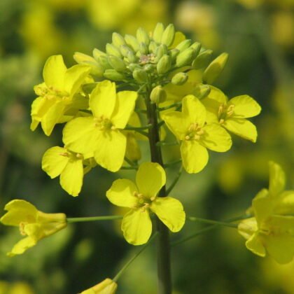 Rapeseed oil Wholesale Suppliers Horus Oil