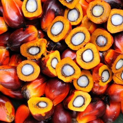 palm oil kernel and palm nut oil