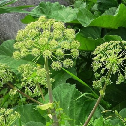 Angelica Root Essential Oil