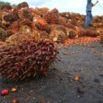 Cooking oil industry is a significant part of the global food market