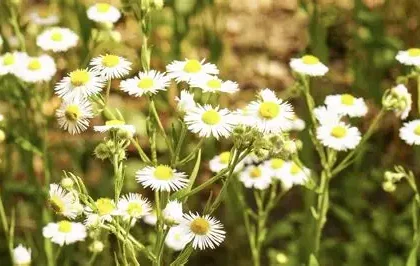 Cape Chamomile Essential Oil
