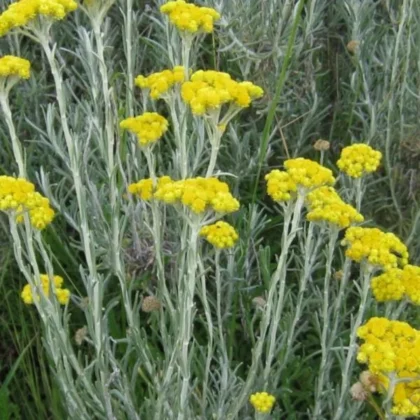 Imphepho Tall stems with bright yellow flower clusters (yarrow) in a green, leafy bed; gray-green, feathery foliage visible around the blooms.